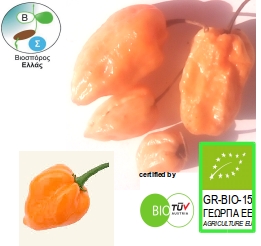 hot pepper Habanero orange (organic seed)