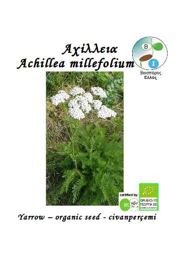 Yarrow, Achillea millefolium, organic seed