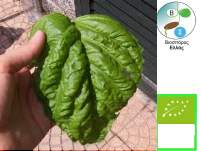 BASIL SWEET, foglia di lattuga (lettuce's leaf), organic seed